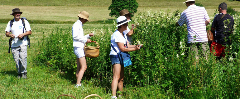 Cueillette de plantes : l’ANSES alerte sur la confusion entre les comestibles et les toxiques