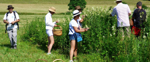 Cueillette de plantes : l’ANSES alerte sur la confusion entre les comestibles et les toxiques