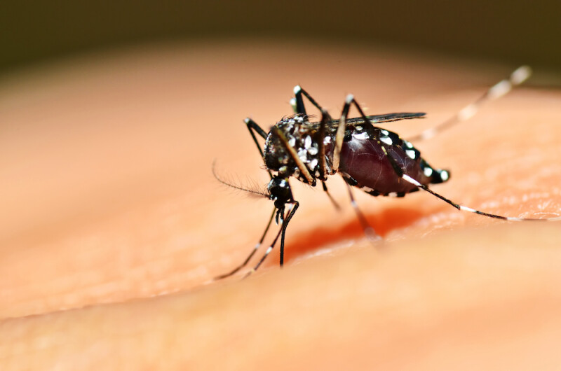 Chikungunya, dengue, zika : le moustique tigre envahit la métropole