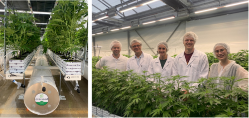 Cannabis thérapeutique : la biotech Overseed lance la première R&D sous serre technologique