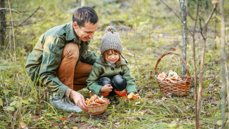 La saison des champignons a commencé : l’Anses appel à la vigilance !