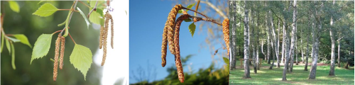 Alerte aux pollens de bouleau : La saison des pollens de bouleau démarre